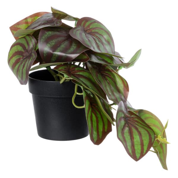 GloboStar® Artificial Garden BROWN PEPEROMIA PLANT 20952 Διακοσμητικό Φυτό Καφέ Πεπερόμια Φ23 x Υ16cm | 6,77 €