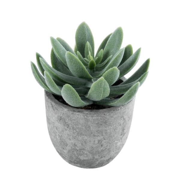 GloboStar® Artificial Garden SUCCULENT SEDEVERIA 21025 Διακοσμητικό Φυτό Παχύφυτο Σεντεβέρια Υ10.5cm | 4,89 €