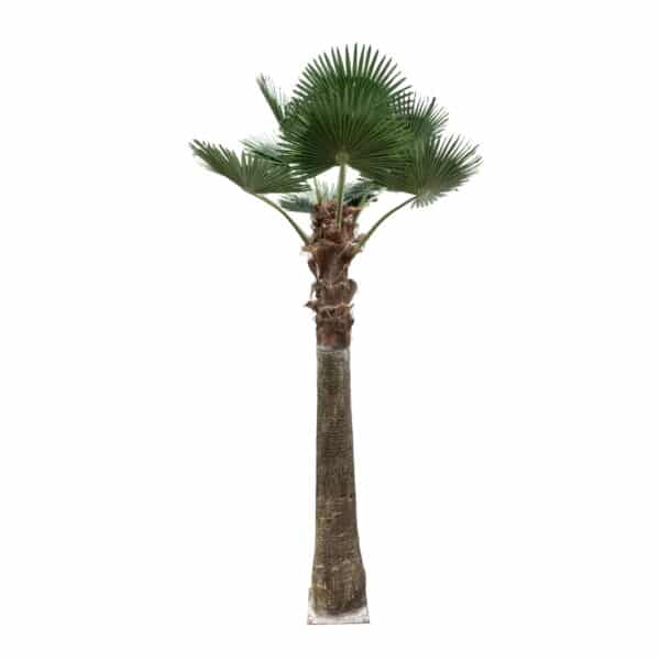 GloboStar® Artificial Garden PLANT PALM TREE 21055 Διακοσμητικό Δέντρο Φοίνικα Φ240 x Υ400cm | 2.035,99 €