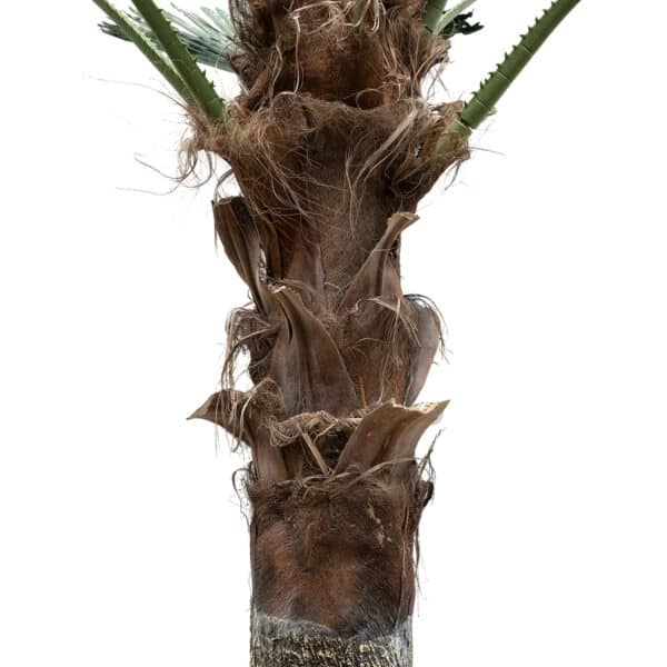 GloboStar® Artificial Garden PLANT PALM TREE 21055 Διακοσμητικό Δέντρο Φοίνικα Φ240 x Υ400cm | 2.035,99 €