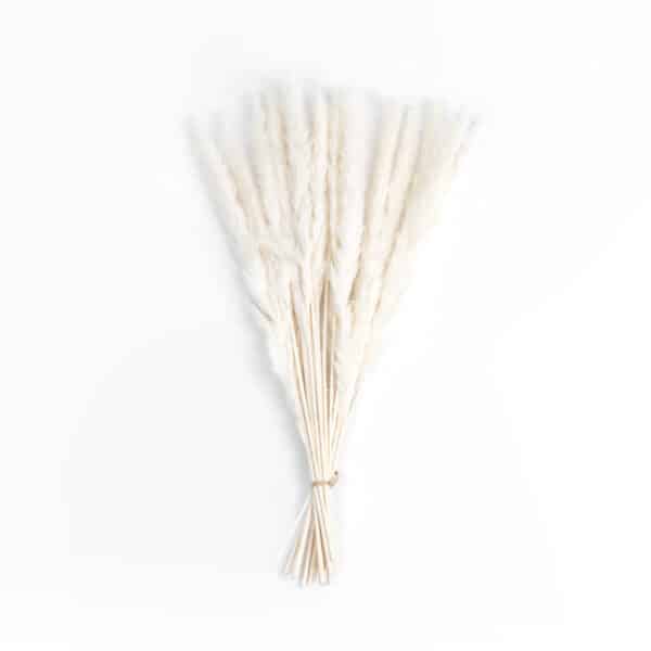 GloboStar® Artificial Garden REAL DRIED BEIGE PAMPAS GRASS BUNCH 21216 Αποξηραμένο Διακοσμητικό Μπουκέτο Pampas Μπέζ Y50cm | 5,81 €