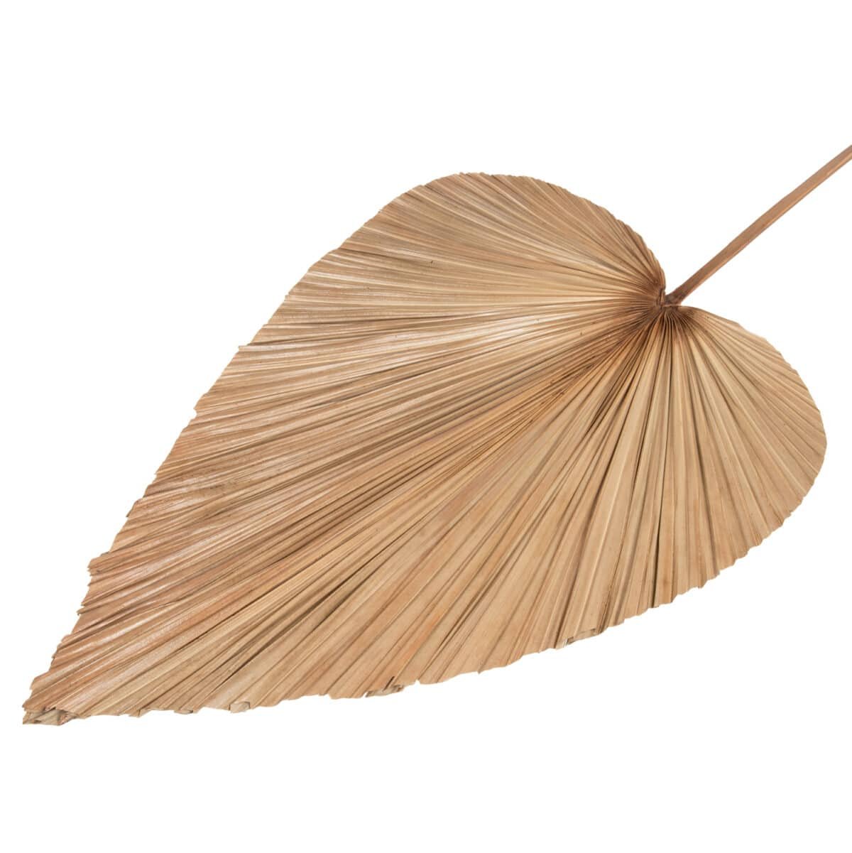 ΑΠΟΞΗΡΑΜΕΝΟ ΔΙΑΚΟΣΜΗΤΙΚΟ ΦΥΛΛΟ ΦΟΙΝΙΚΑ HM7875 ΣΕ ΦΥΣΙΚΗ ΑΠΟΧΡΩΣΗ 42x135x3 εκ. - Image 3