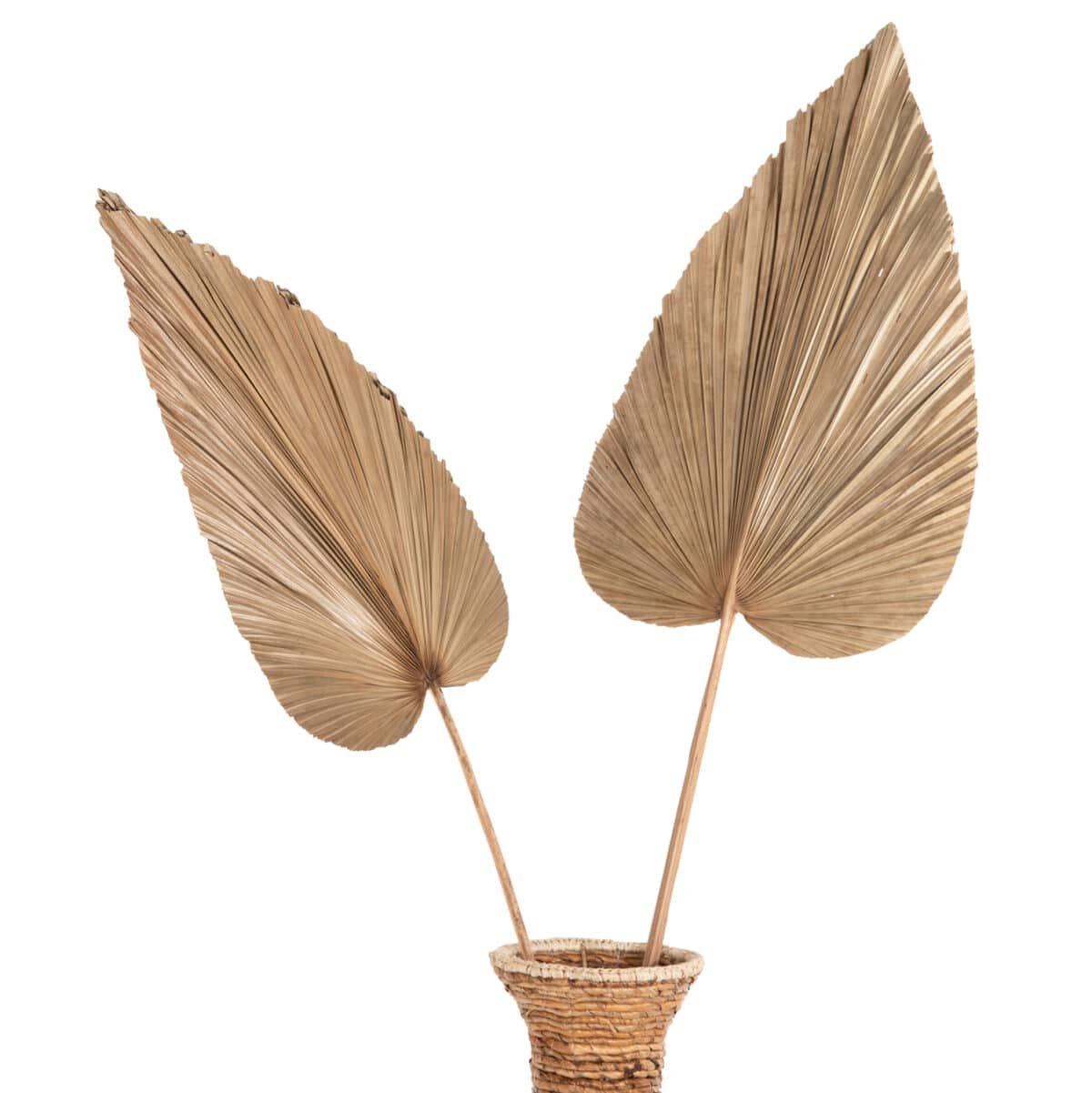 ΑΠΟΞΗΡΑΜΕΝΟ ΔΙΑΚΟΣΜΗΤΙΚΟ ΦΥΛΛΟ ΦΟΙΝΙΚΑ HM7875 ΣΕ ΦΥΣΙΚΗ ΑΠΟΧΡΩΣΗ 42x135x3 εκ. - Image 6