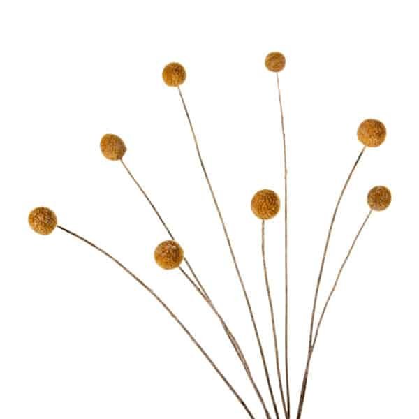 ΔΙΑΚΟΣΜΗΤΙΚΟ ΑΠΟΞΗΡΑΜΕΝΟ ΜΠΟΥΚΕΤΟ CRASPEDIA GLOBOSA HM7956 ΚΙΤΡΙΝΟ 63Υεκ. - Image 4