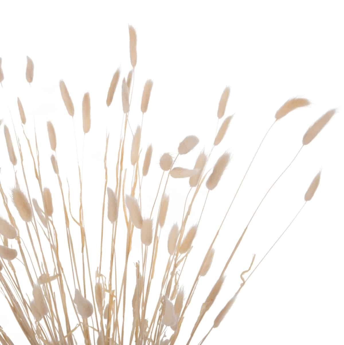 ΔΙΑΚΟΣΜΗΤΙΚΟ ΜΠΟΥΚΕΤΟ ΑΠΟΞΗΡΑΜΕΝΟ HM7959 RABBIT TAIL- CREAM 50gr 76Υεκ. - Image 3