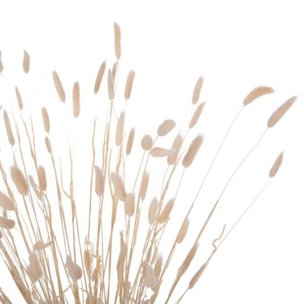 ΔΙΑΚΟΣΜΗΤΙΚΟ ΜΠΟΥΚΕΤΟ ΑΠΟΞΗΡΑΜΕΝΟ HM7959 RABBIT TAIL- CREAM 50gr 76Υεκ. - Image 3